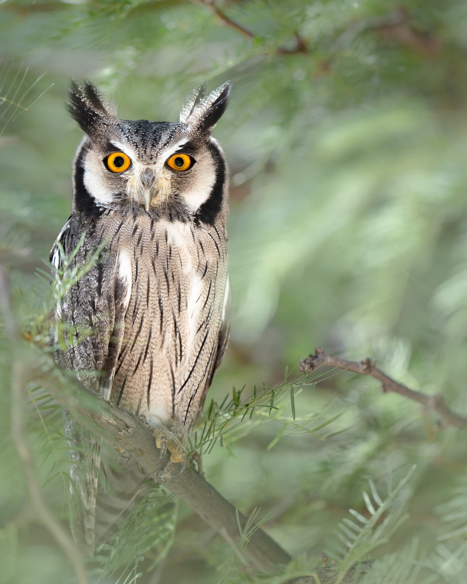 https://alphauniverseglobal.media.zestyio.com/Alpha-Universe-WIMB-Pleun-Bonekamp-owl.jpg?height=1200&fit=bounds