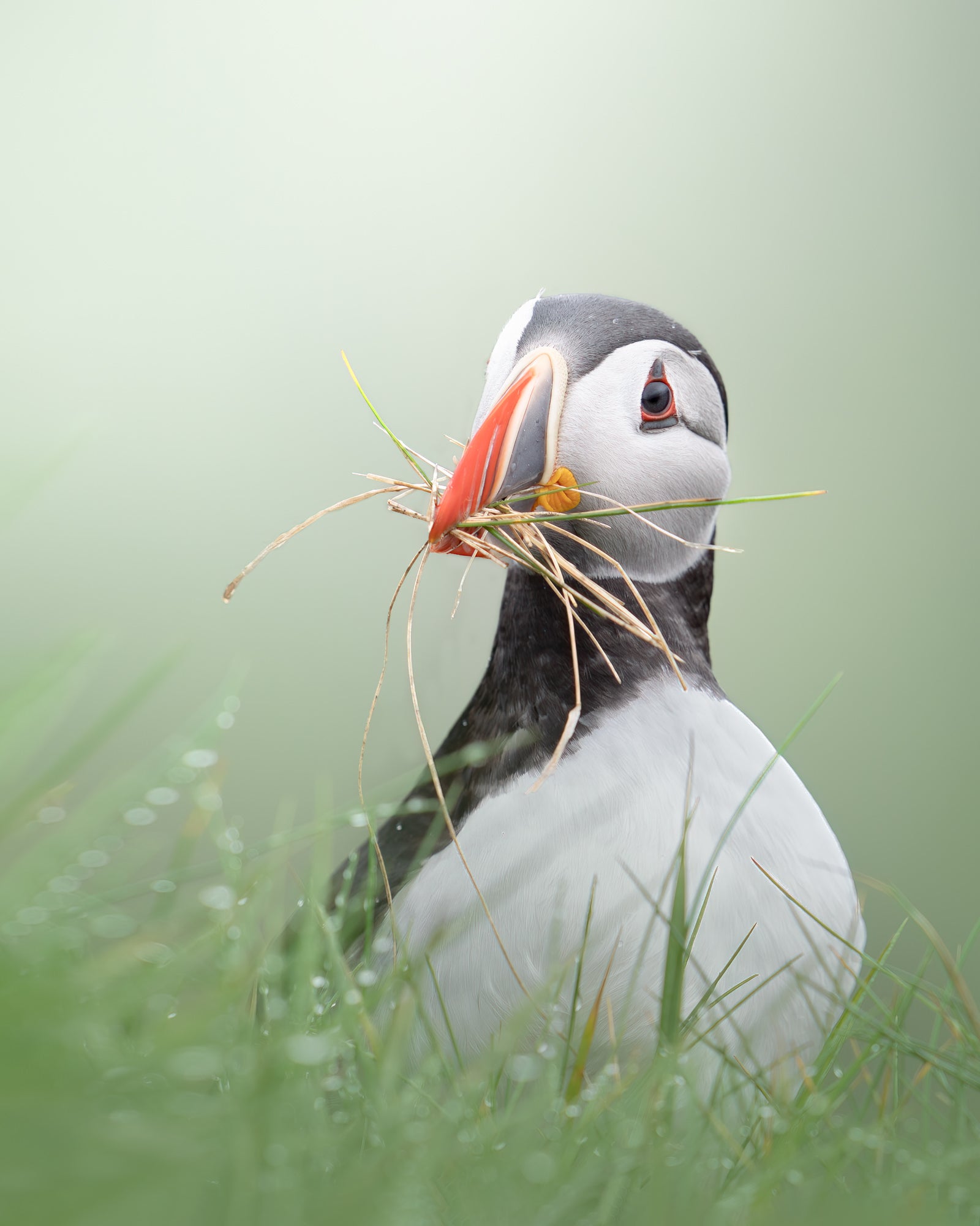 Photo by Pleun Bonekamp. Sony Alpha 7R IV. Sony 400mm f/2.8 G Master. 1/125-sec., f/3.5, ISO 100