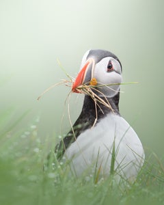 https://alphauniverseglobal.media.zestyio.com/Alpha-Universe-WIMB-Pleun-Bonekamp-puffin_building_its_nest.jpg?height=300&fit=bounds