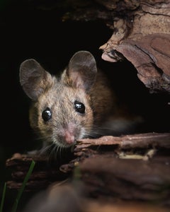 https://alphauniverseglobal.media.zestyio.com/Alpha-Universe-WIMB-Pleun-Bonekamp-wood_mouse.jpg?height=300&fit=bounds