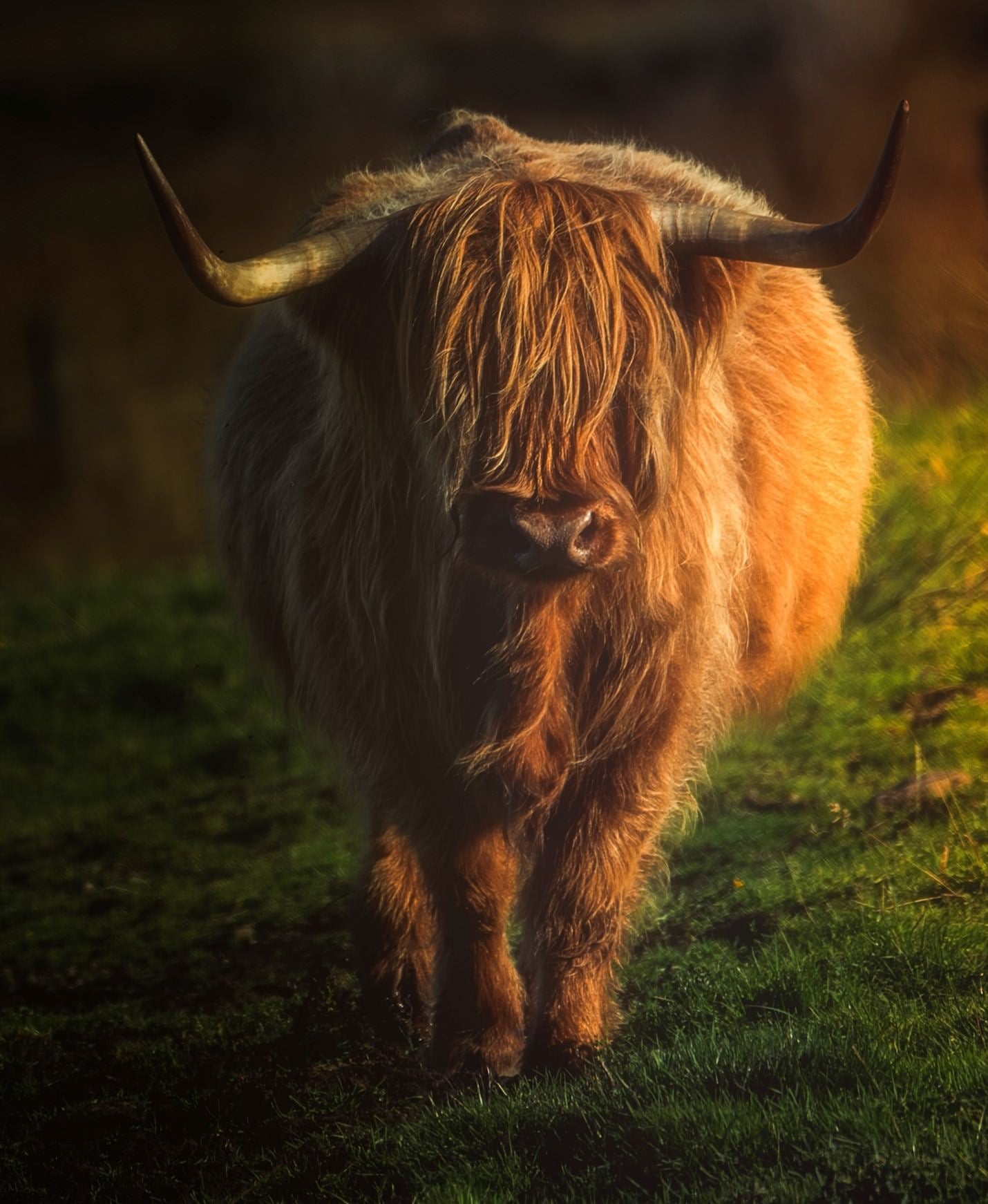 “Majestic fluffiness of a Highland Coo in the Scottish Highlands.” Photo by Raj Bose. Sony Alpha 1. Sony 100-400mm f/4.5-5.6 G Master. 1/500-sec., f/5.6, ISO 100