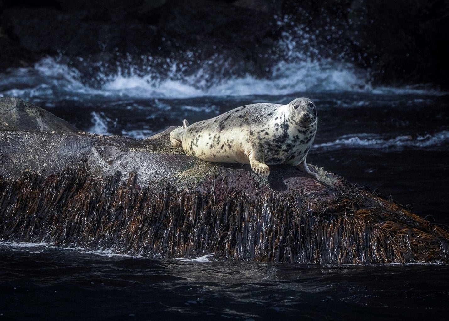 “Serene sunbathing: A gray seal's rocky retreat in Faroe Islands.” Sony Alpha 1. Sony 100-400mm f/4.5-5.6 G Master. 1/6400-sec., f/5.6, ISO 2000