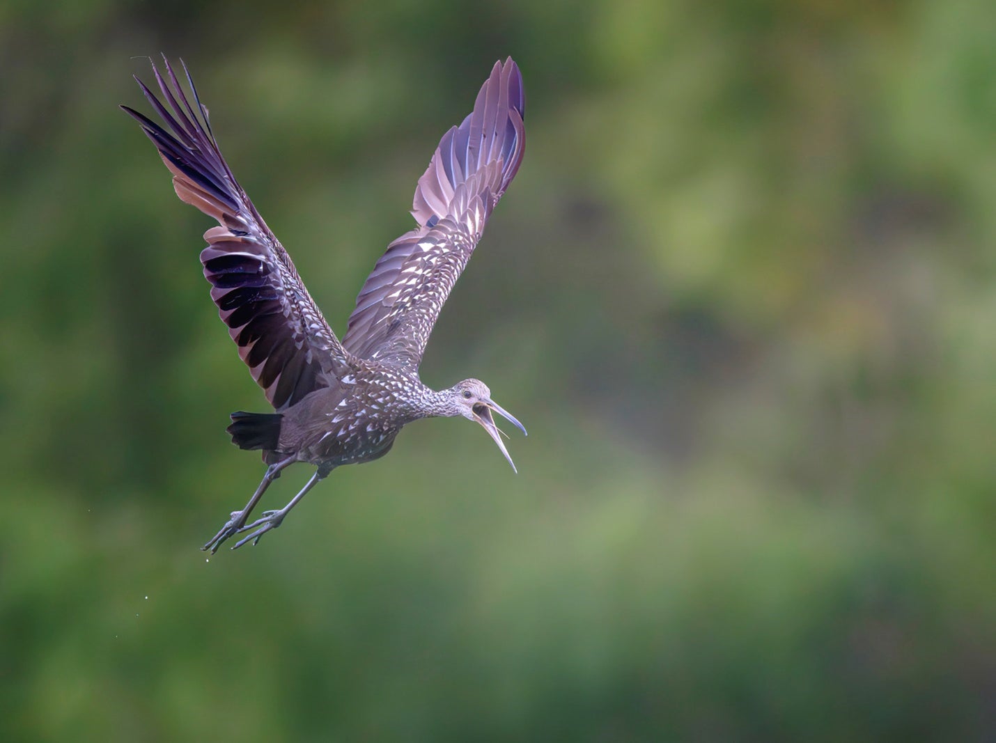 “The Limpkin's aerial ballet, Texas.” Photo by Raj Bose. Sony Alpha 1. Sony 600mm f/4 G Master. 1/5000-sec., f/5.6, ISO 12800