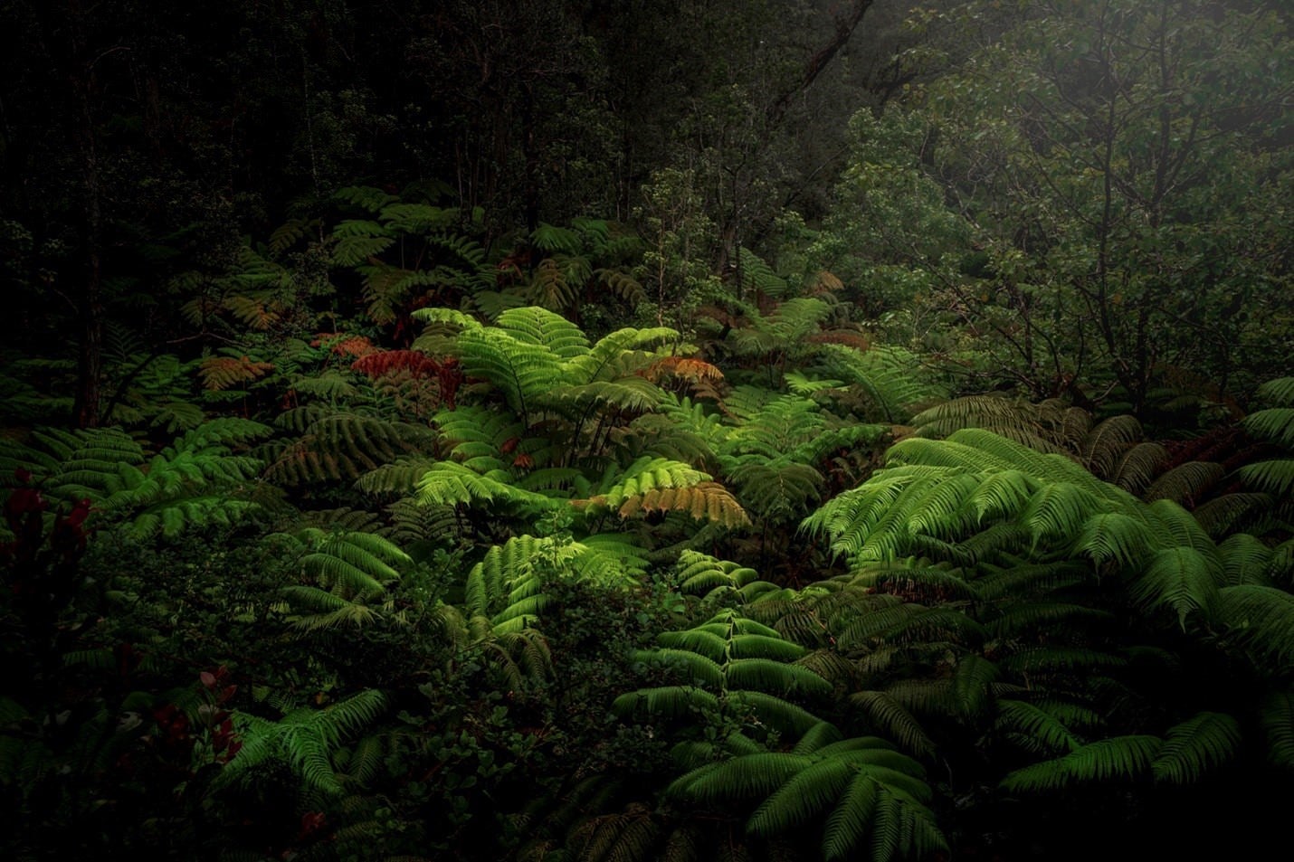 “Enigmatic whispers in the ancient woods of Hawaiʻi Volcanoes National Park, Hawaii.” Photo by Raj Bose. Sony Alpha 7R V. Sony 16-35mm f/2.8 G Master. 1/25-sec., f/8, ISO 100