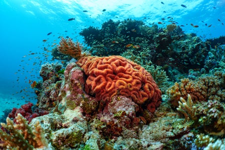 https://alphauniverseglobal.media.zestyio.com/Alpha-Universe-WIMB-Stan-Moniz-1.jpg?height=300&fit=bounds