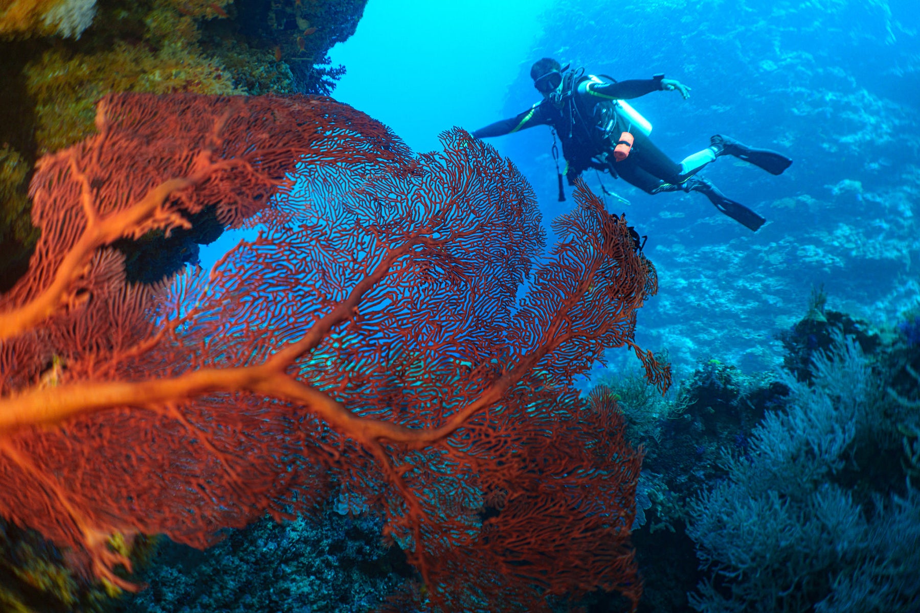 What’s In My Bag: An Underwater Alpha 7CR Kit For Colorful Corals ...