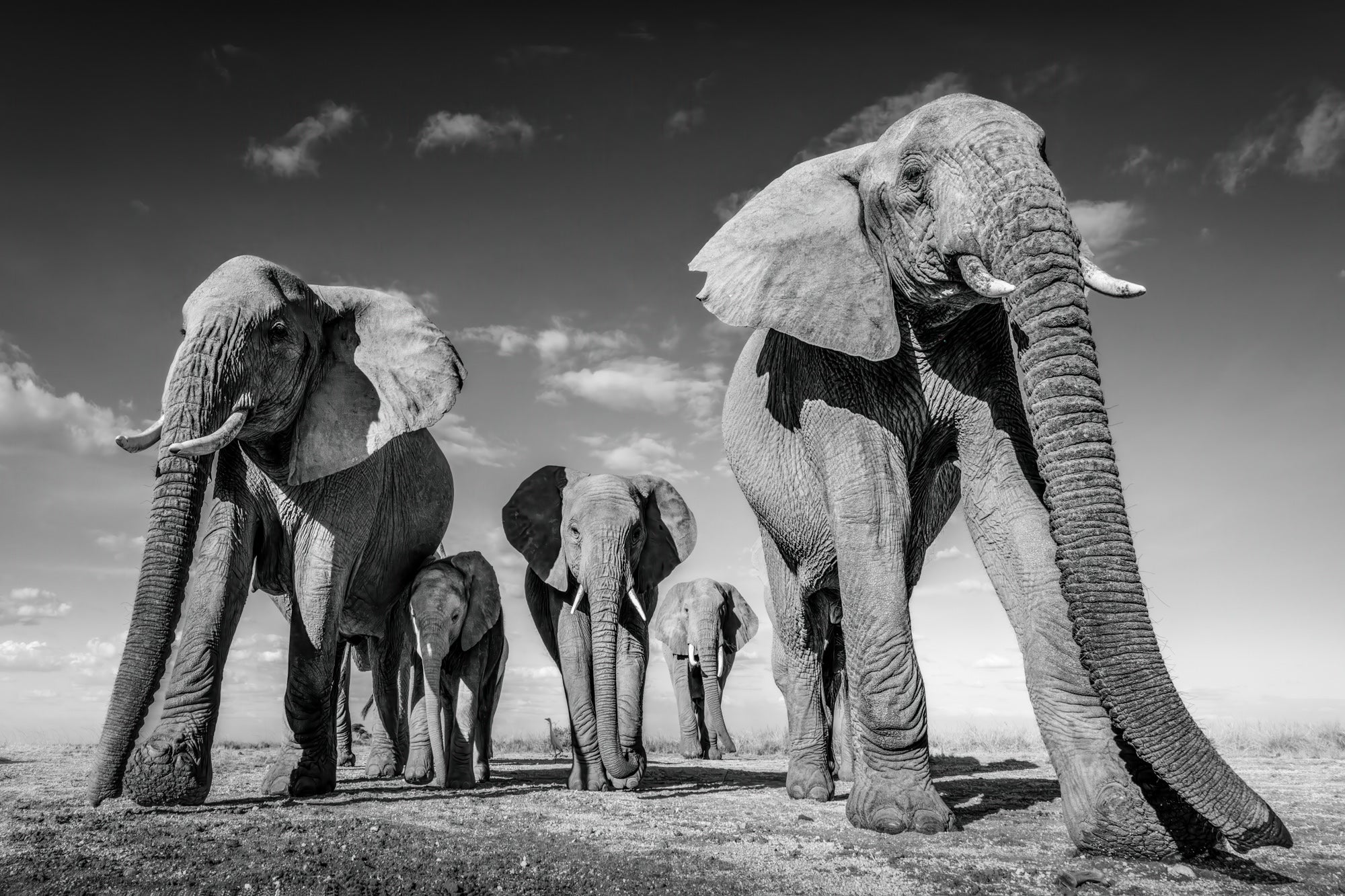 Todd Frame uses the Alpha 7R V to photograph wildlife