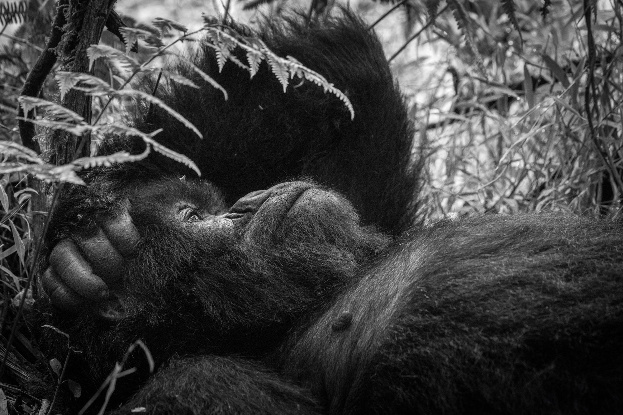 Todd Frame uses the Alpha 7R V to photograph wildlife