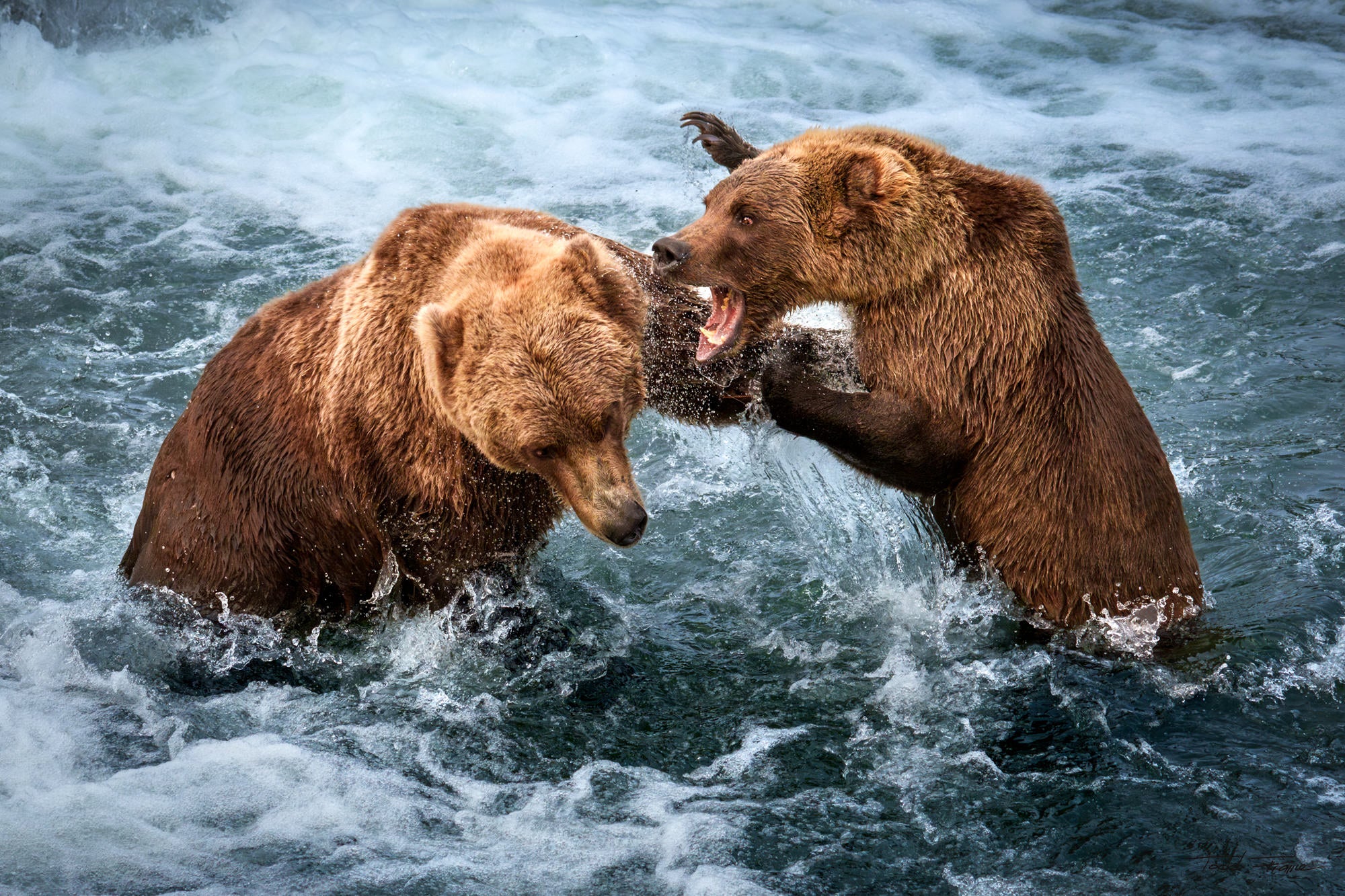 Todd Frame uses the Alpha 7R V to photograph wildlife