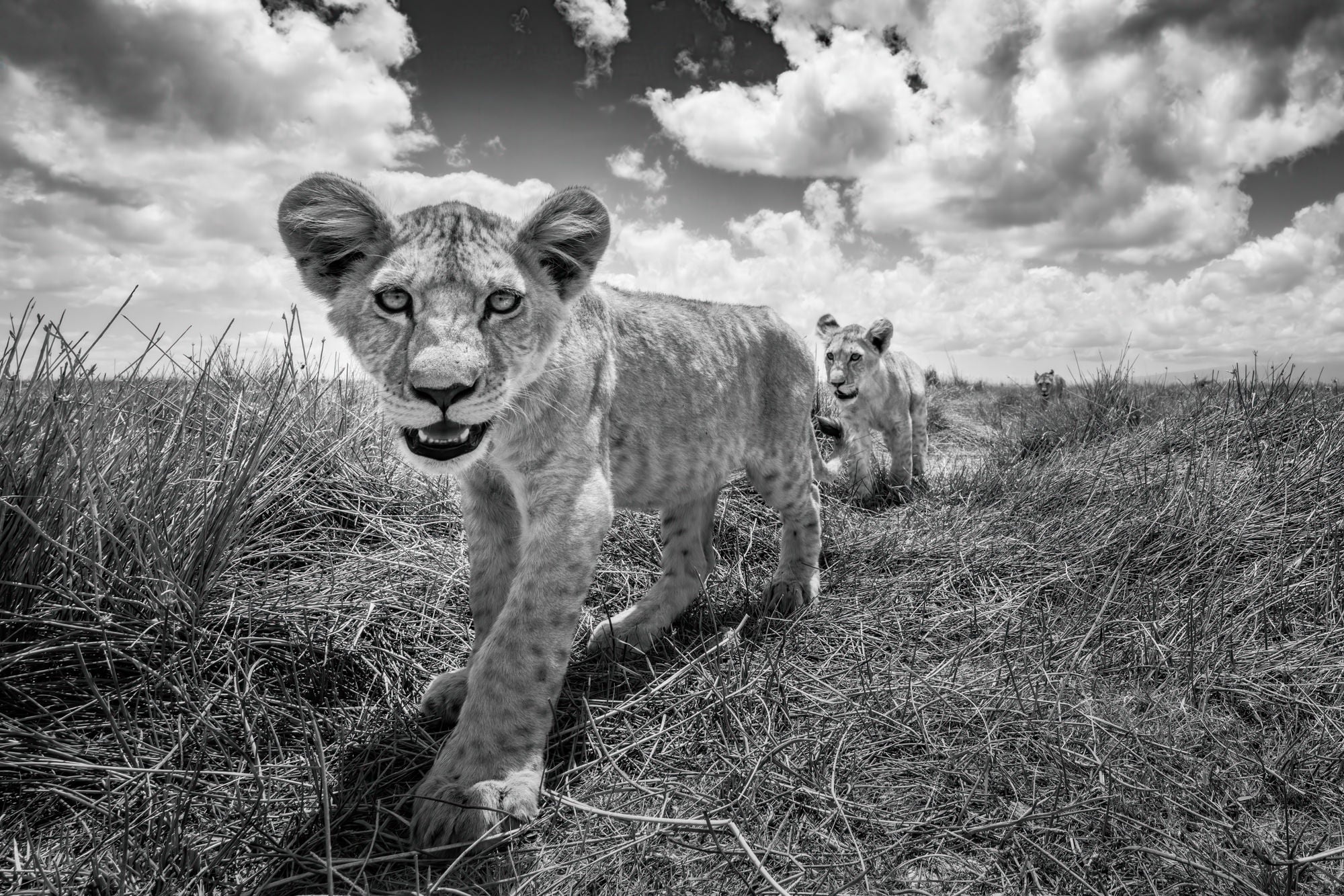 Todd Frame uses the Alpha 7R V to photograph wildlife