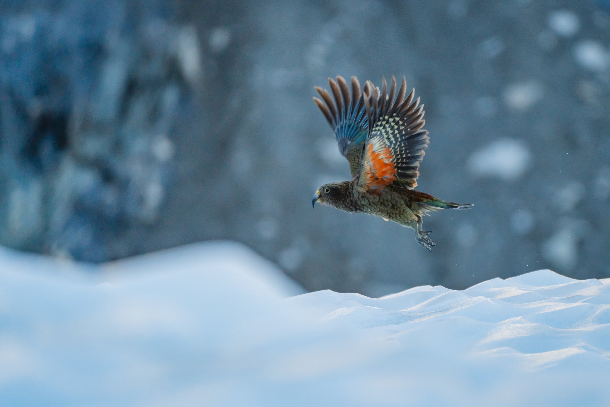 Colorful bird flies through a snowy landscape