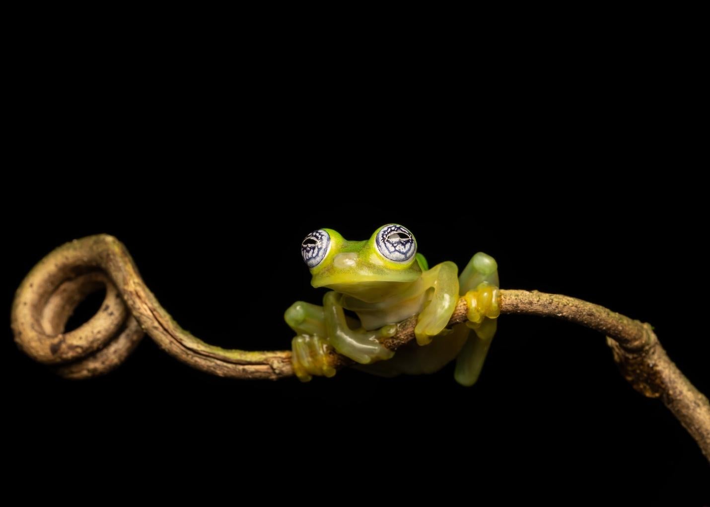 Photo by Venki Ramasubramoni. Sony Alpha 1. Sony 90mm f/2.8 Macro G. 1/200-sec., f/14, ISO 160