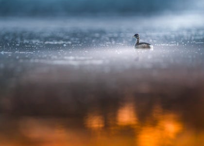 https://alphauniverseglobal.media.zestyio.com/Alpha-Universe-WIMB-WojciechSobiesiak-SonyPhoto1.jpg?height=300&fit=bounds