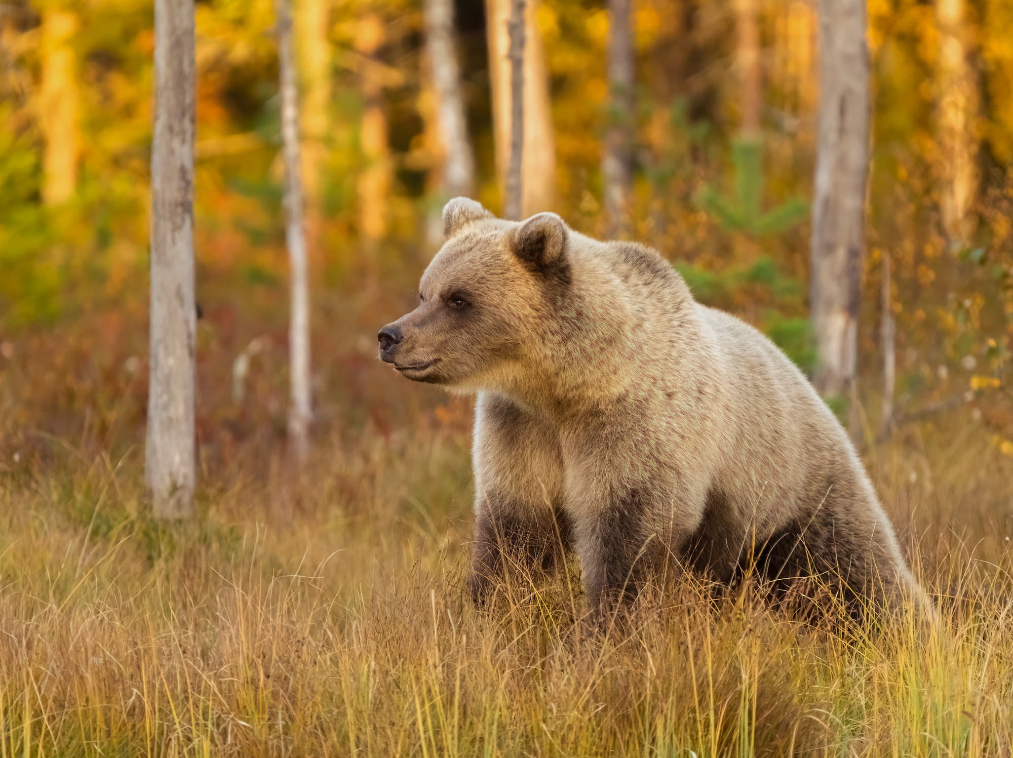 Photo by Wojciech Sobiesiak. Sony Alpha 7 III. Sony 200-600mm f/5.6-6.3 G. 1/1250-sec., f/6.3, ISO 6400