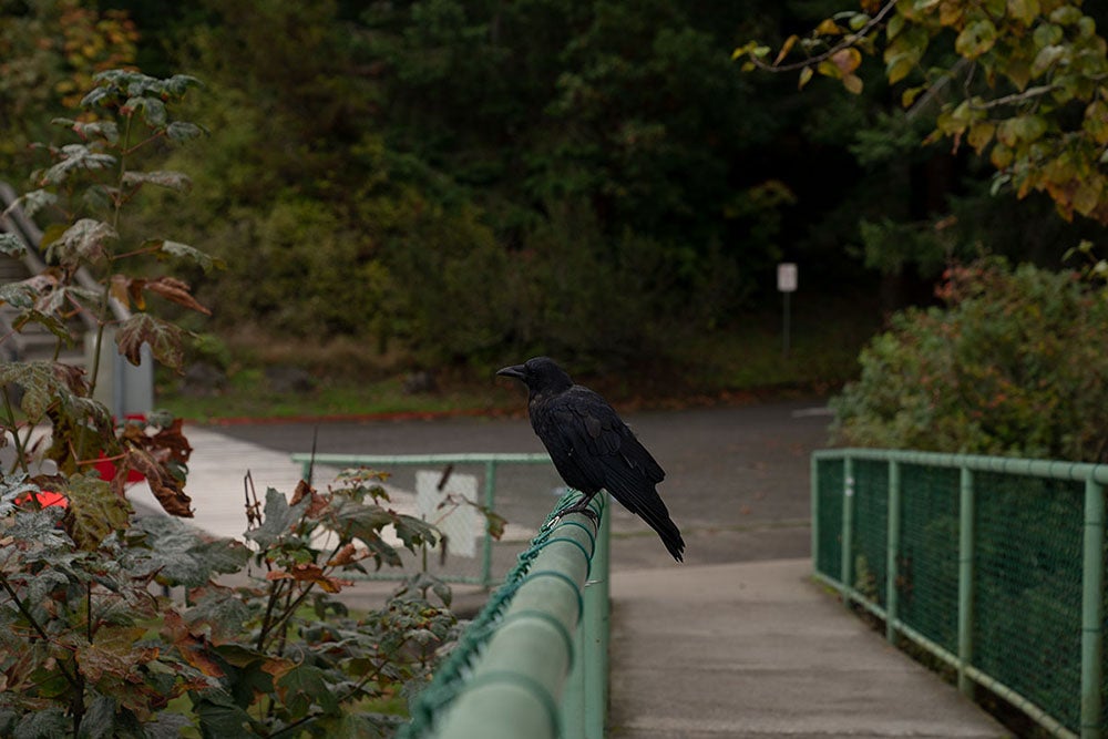 Alpha-Universe-White-Wall-Portraits-Stacy-Honda-crow.jpg