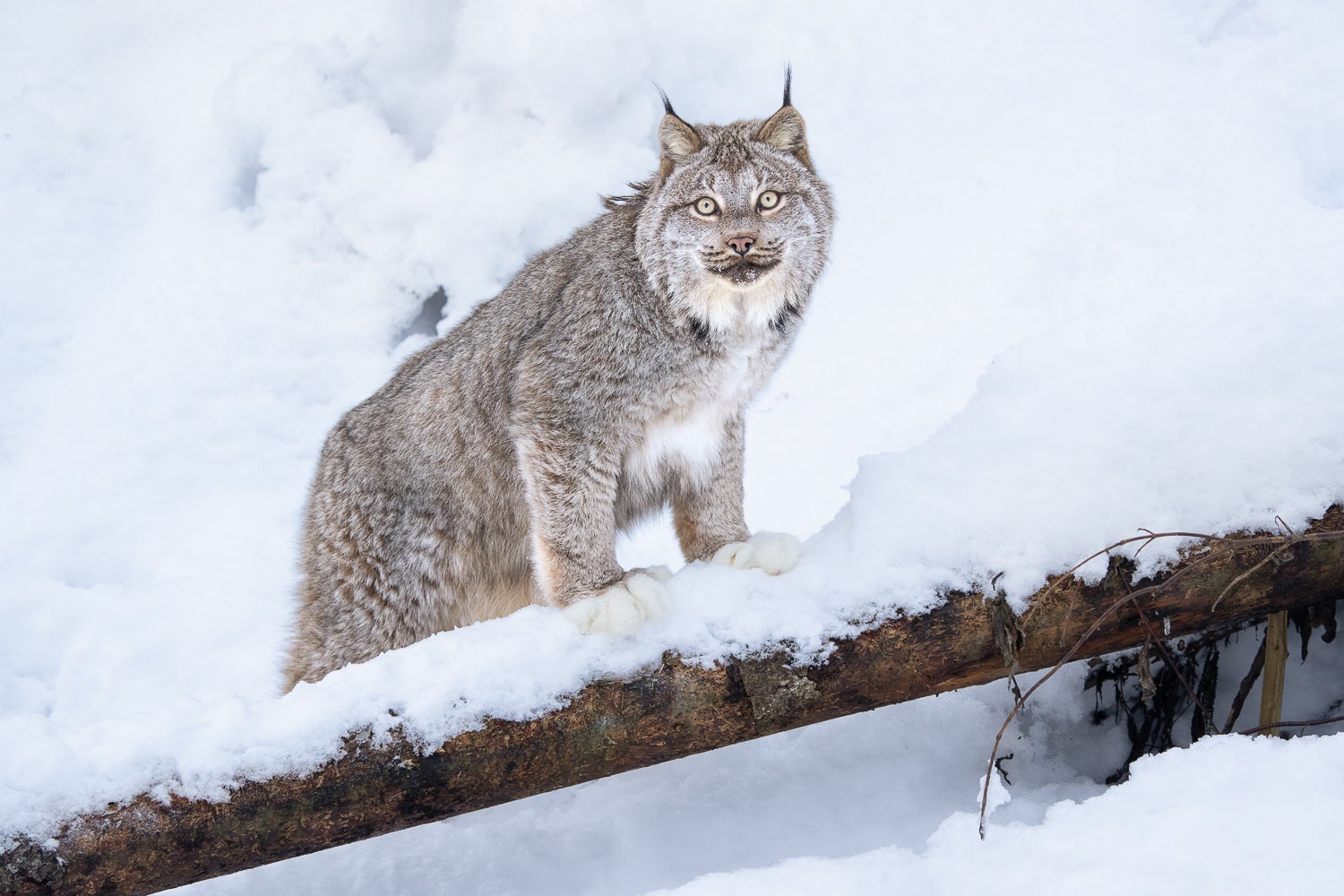 Photo by Colby Brown. Sony Alpha 1. Sony 200-600mm f/2.8 G Master. 1/800-sec., f/5.6, ISO 1250