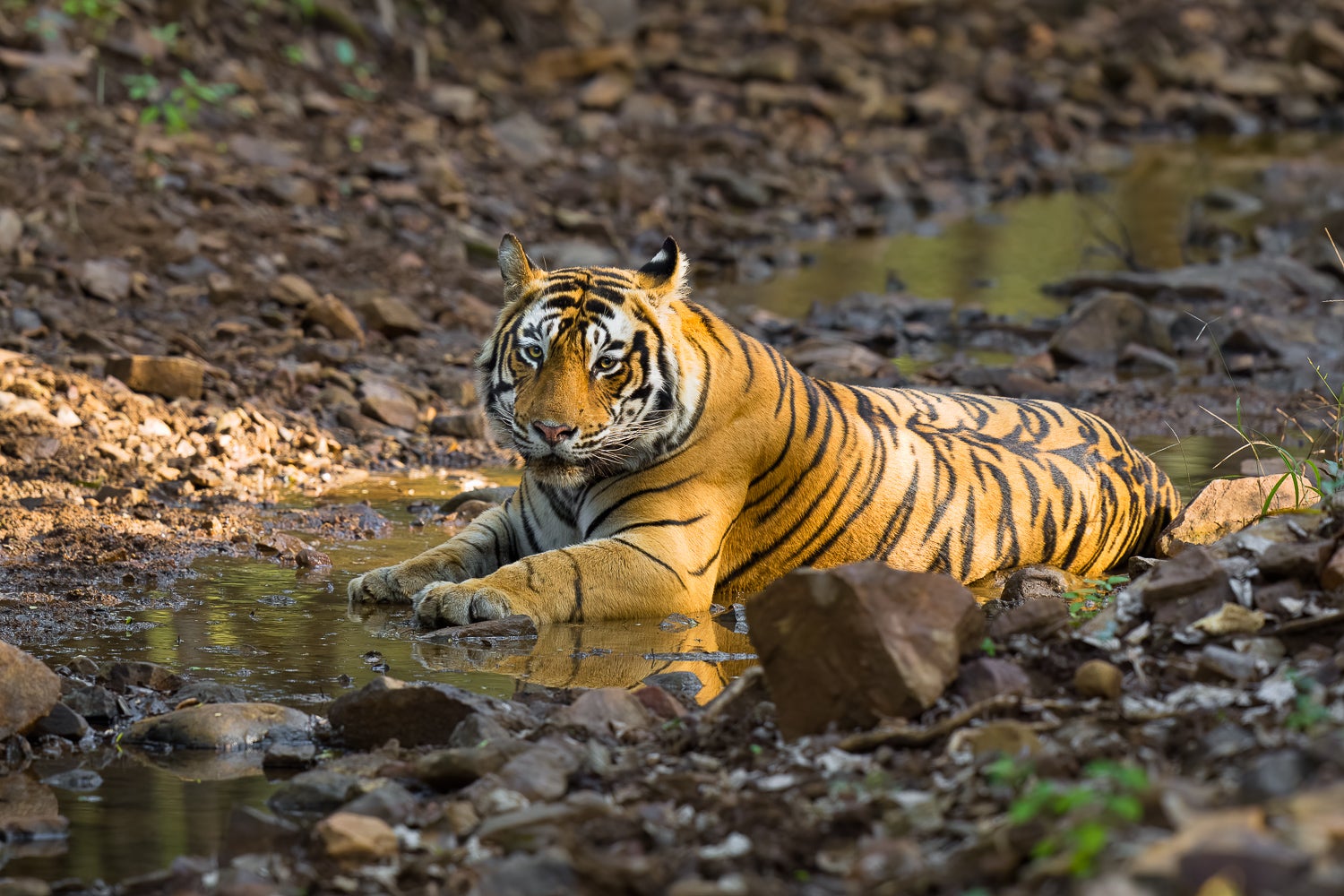 Photo by Colby Brown. Sony Alpha 1. Sony 400mm f/2.8 G Master. 1/250-sec., f/4, ISO 1000