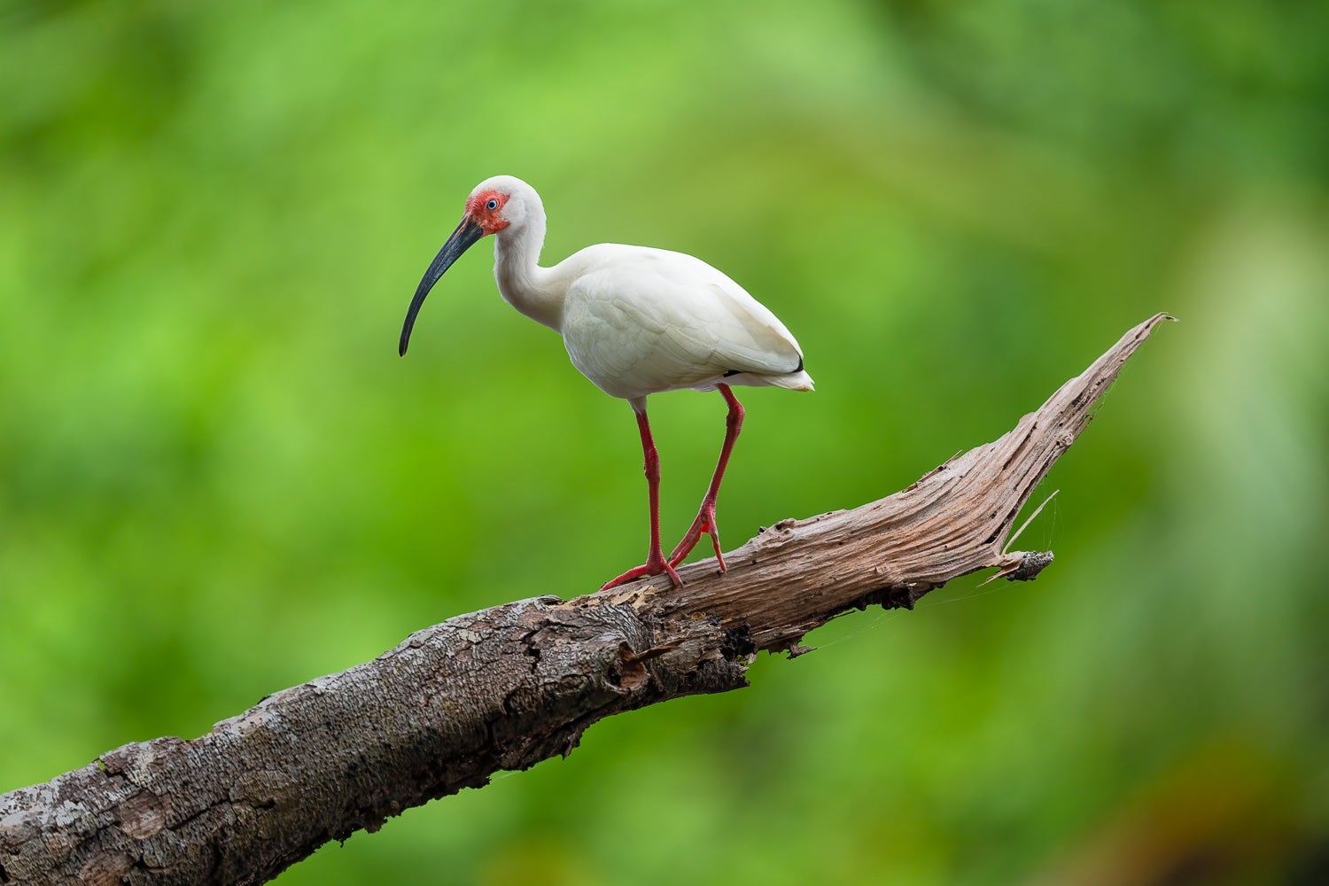 Alpha-Universe-Wildlife-Camera-Setup-Colby-Brown-IBIS-new.jpg