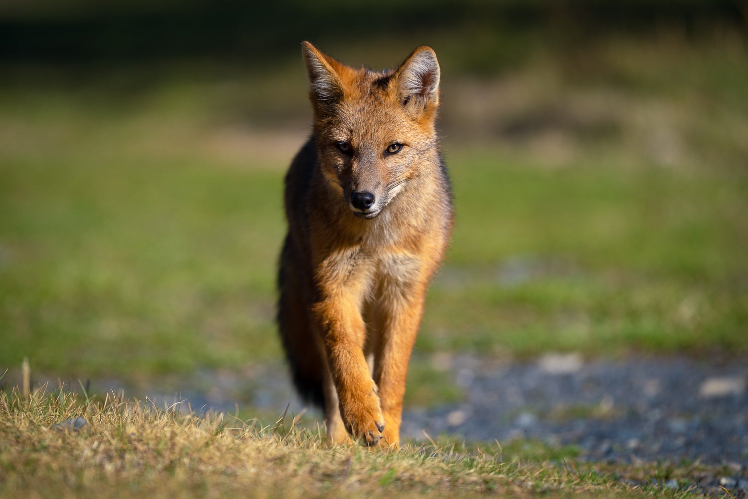 Photo by Colby Brown. Sony Alpha 1. Sony 600mm f/4 G Master. 1/1250-sec., f/4, ISO 100