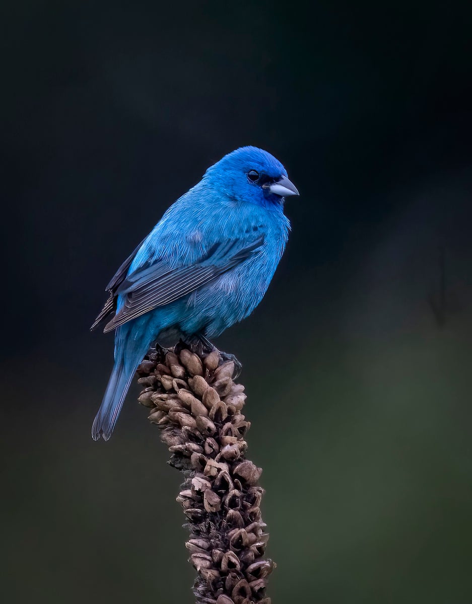 https://alphauniverseglobal.media.zestyio.com/Alpha-Universe-Winter-Birds-Tips-Melissa-Groo-1.jpeg?height=1200&fit=bounds