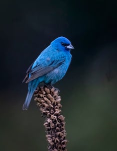 https://alphauniverseglobal.media.zestyio.com/Alpha-Universe-Winter-Birds-Tips-Melissa-Groo-1.jpeg?height=300&fit=bounds