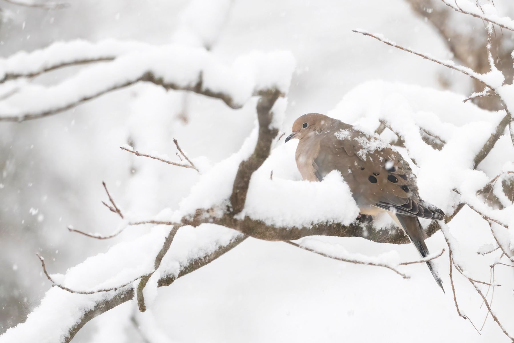 https://alphauniverseglobal.media.zestyio.com/Alpha-Universe-Winter-Birds-Tips-Melissa-Groo-11.jpeg?height=1200&fit=bounds