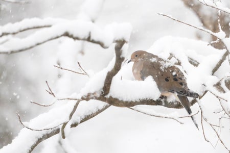 https://alphauniverseglobal.media.zestyio.com/Alpha-Universe-Winter-Birds-Tips-Melissa-Groo-11.jpeg?height=300&fit=bounds