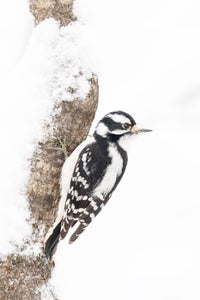 https://alphauniverseglobal.media.zestyio.com/Alpha-Universe-Winter-Birds-Tips-Melissa-Groo-3.jpeg?height=300&fit=bounds