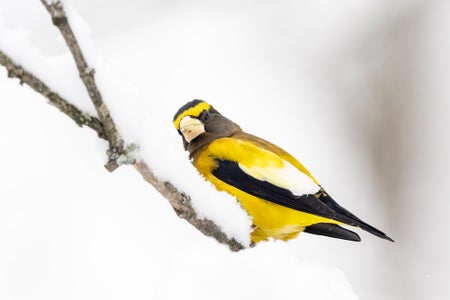 https://alphauniverseglobal.media.zestyio.com/Alpha-Universe-Winter-Birds-Tips-Melissa-Groo-4.jpeg?height=300&fit=bounds
