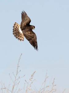 https://alphauniverseglobal.media.zestyio.com/Alpha-Universe-Winter-Birds-Tips-Melissa-Groo-6.jpeg?height=300&fit=bounds