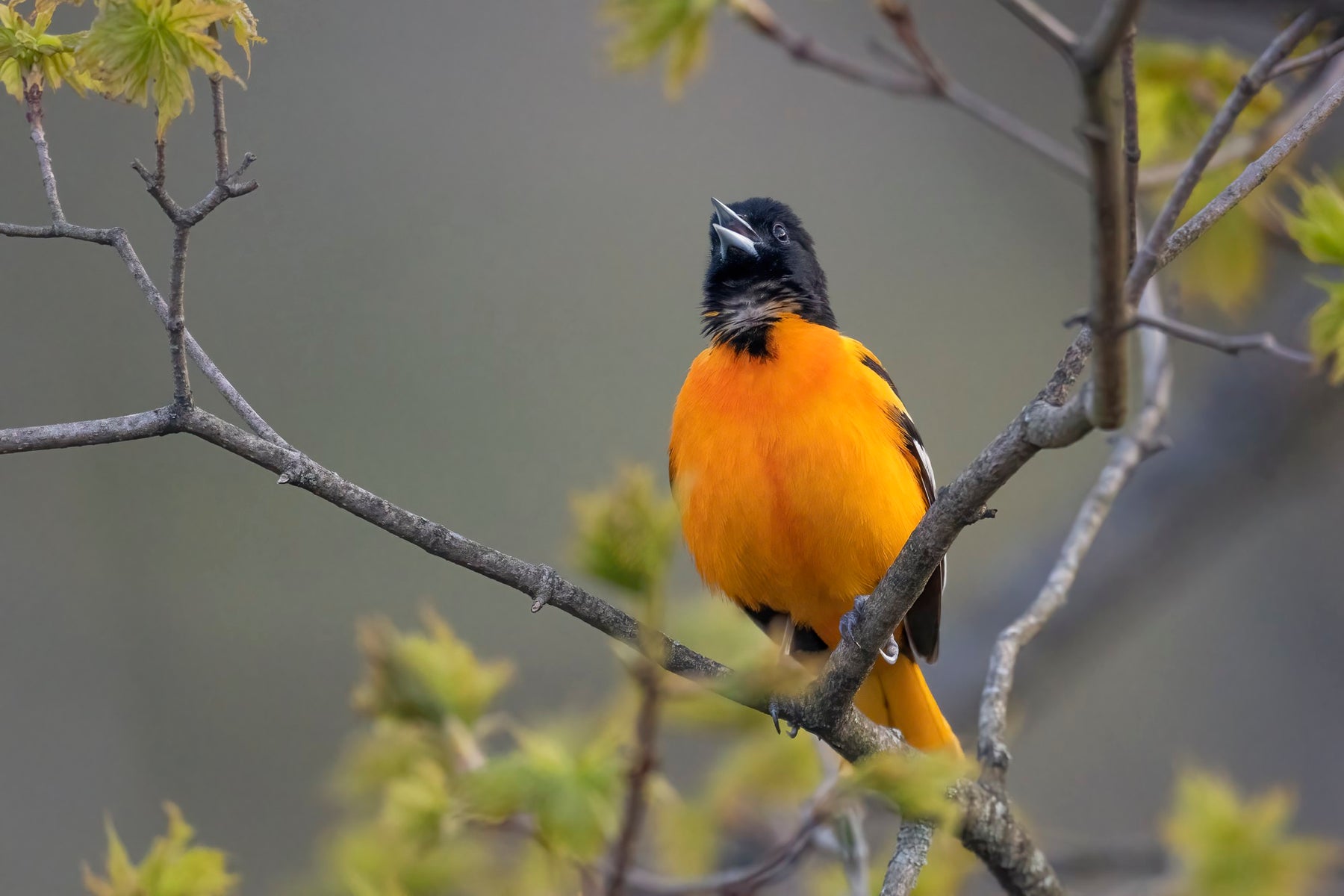 https://alphauniverseglobal.media.zestyio.com/Alpha-Universe-Winter-Birds-Tips-Melissa-Groo-7.jpeg?height=1200&fit=bounds