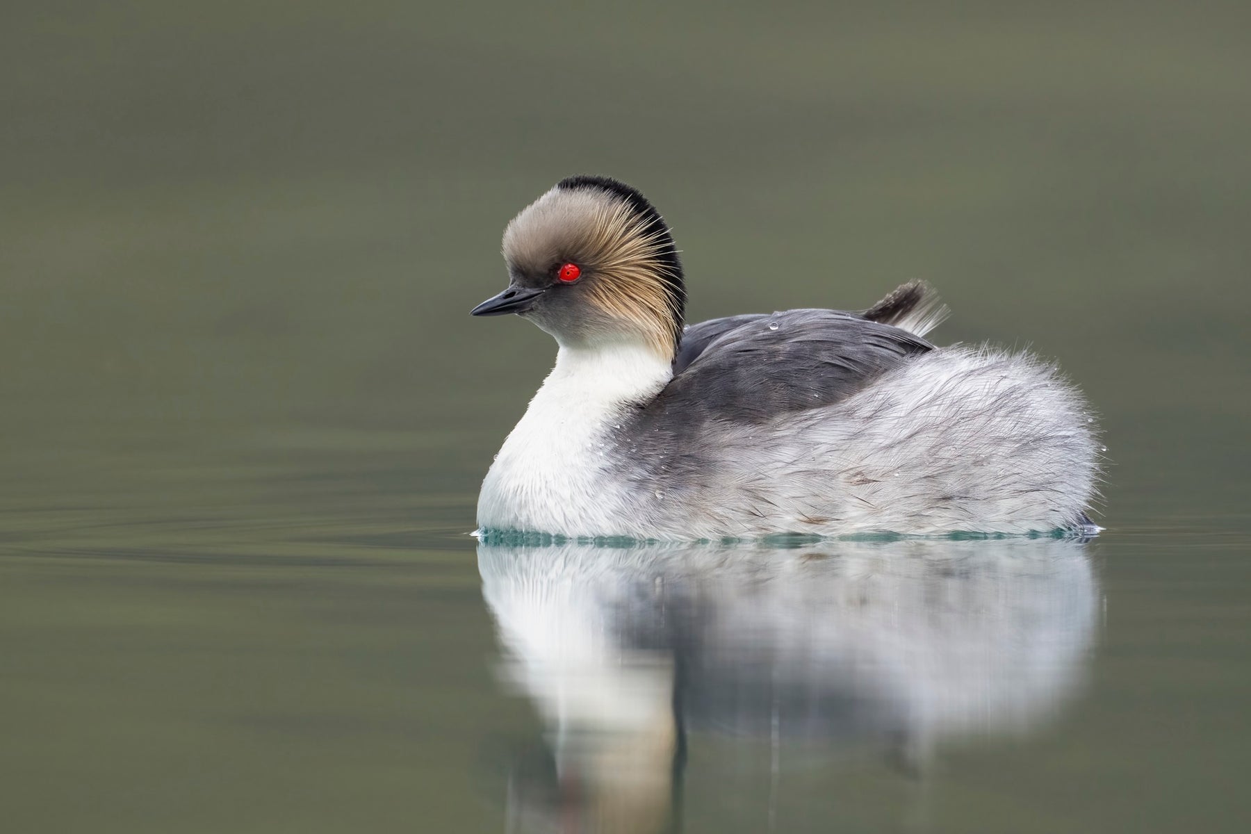 A Wildlife Pro’s Seven Essential Tips For Winter Bird Photography 