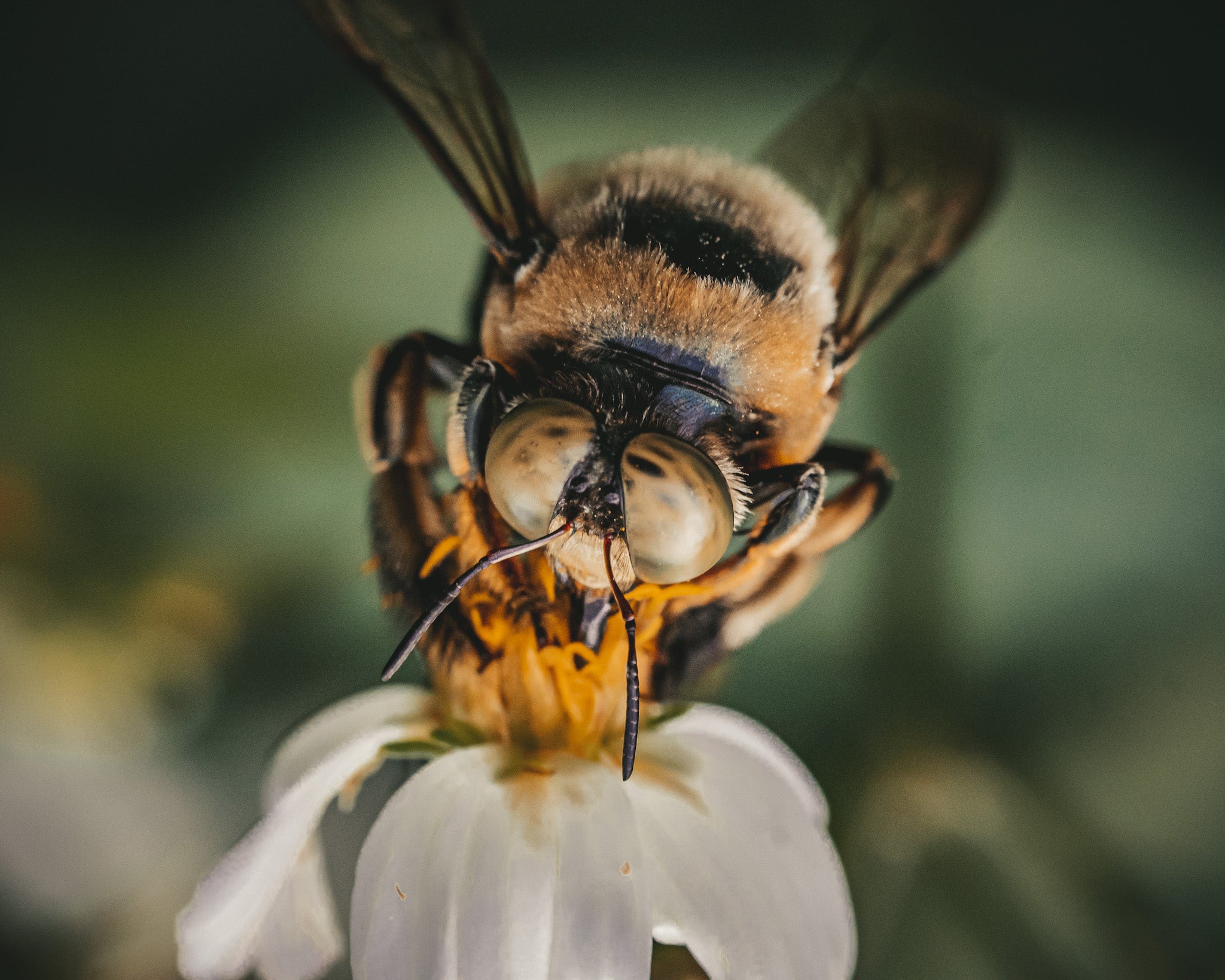 Photo by Hannah Mather. Sony α6400. Sony 90mm f/2.8 Macro G. 1/800-sec., f/7.1, ISO 3200