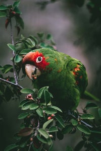 https://alphauniverseglobal.media.zestyio.com/Alpha-Universe-photo-by-Jude-Allen-Sony-100-400mm-GM-3.jpg?height=300&fit=bounds