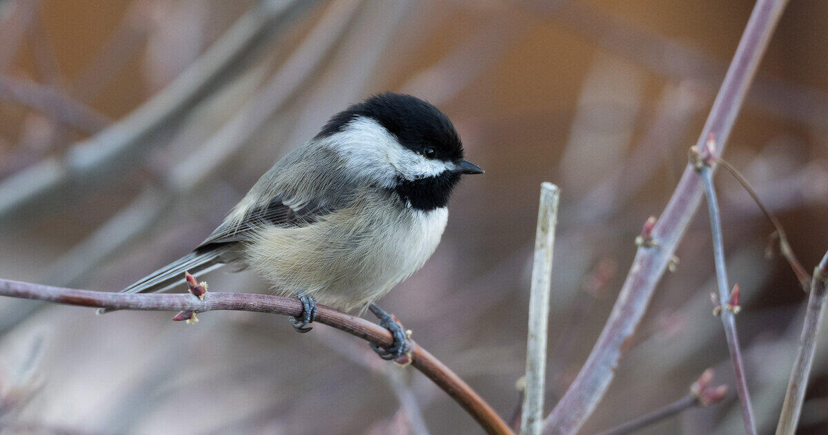 Photographer Discovers Backyard Bird Photography During Social ...