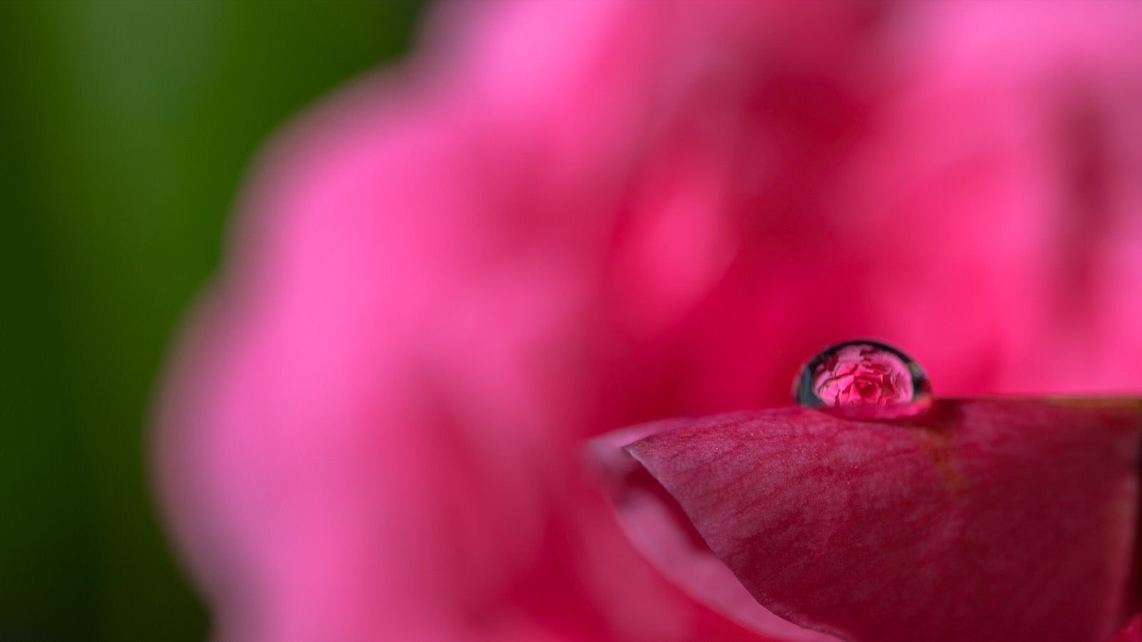 Alpha-Universe-photo-by-Mahesh-Thapa-starvingphotographer-Macro-Water-Droplets-Image-1.jpg