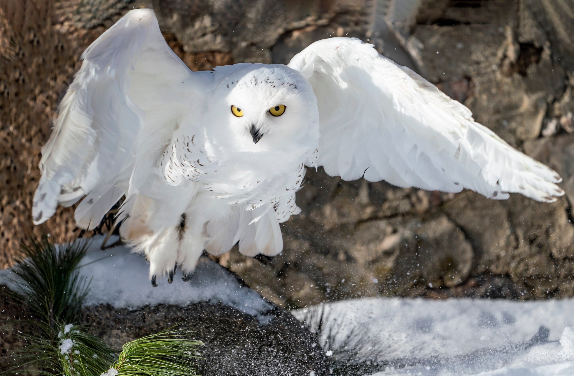 Alpha-Universe-photo-by-Marth-Hidalgo-Alpha-Female-Plus-e.SnowyOwl.HylM6JfDkO.jpg