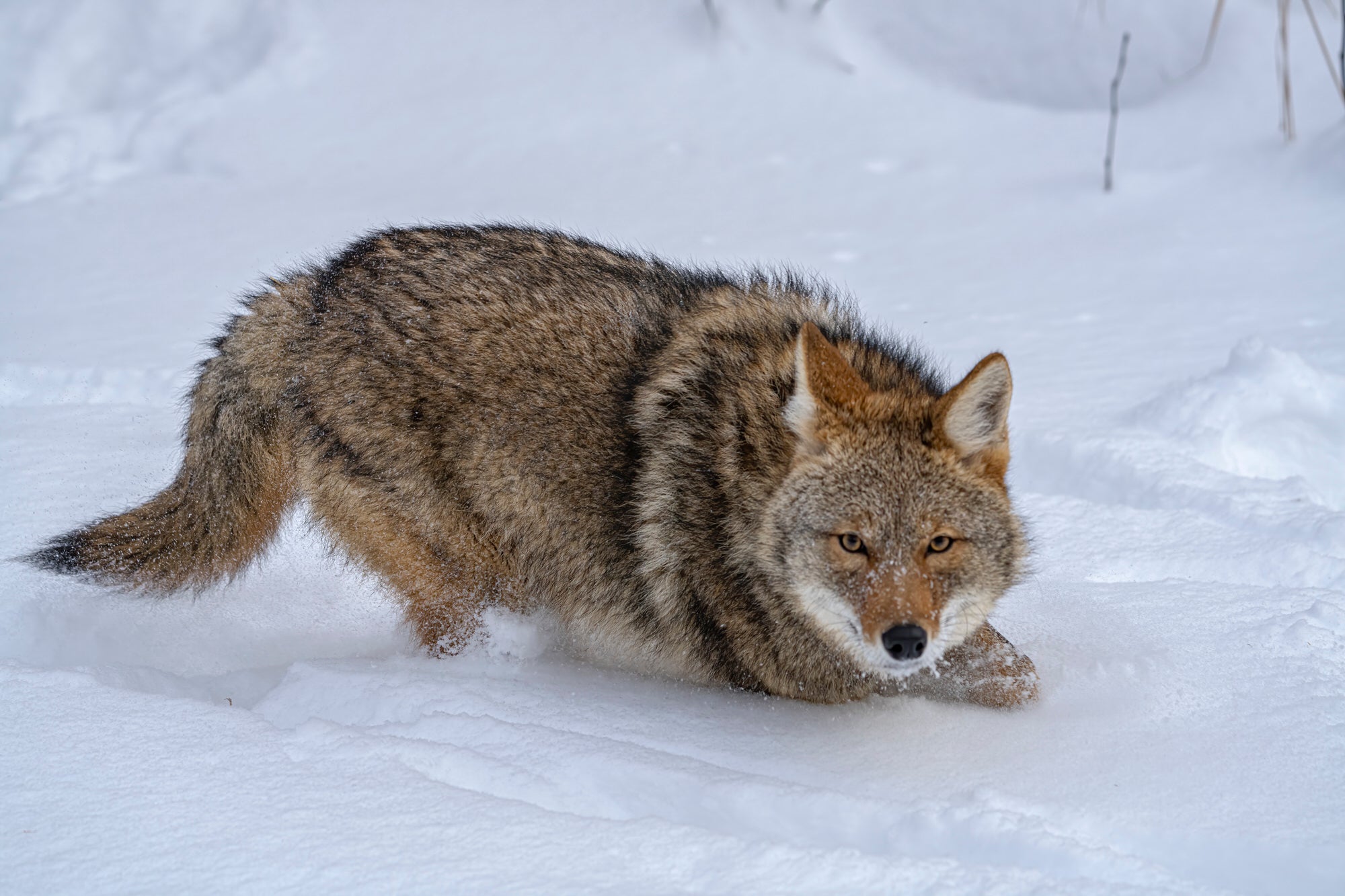 Love these beautiful photos taken by @wolftoothfishing