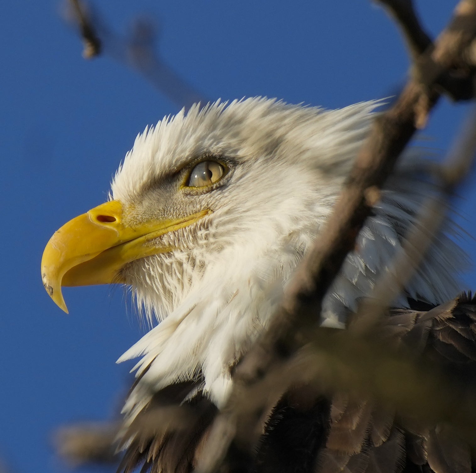 close up on the eagle's eye. look of an eagle, eyes of an eagle