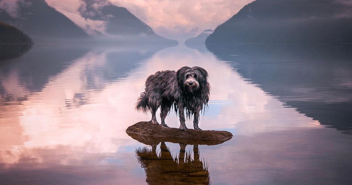 Not Your Average Pet Photos: See How These Creators Make Frame-Worthy ...