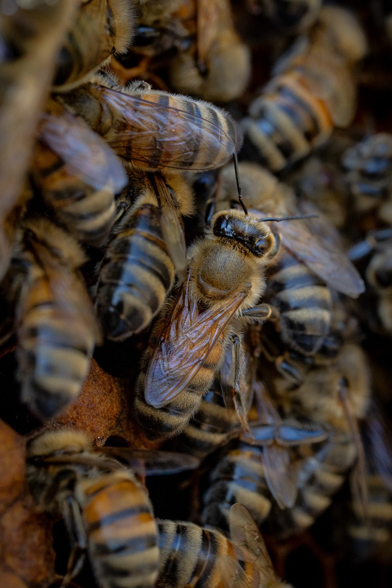 Photo by Hannah Alexander. Alpha 7R V. 100mm f/2.8 Macro G Master. 1/125-sec., f/7.1, ISO 800