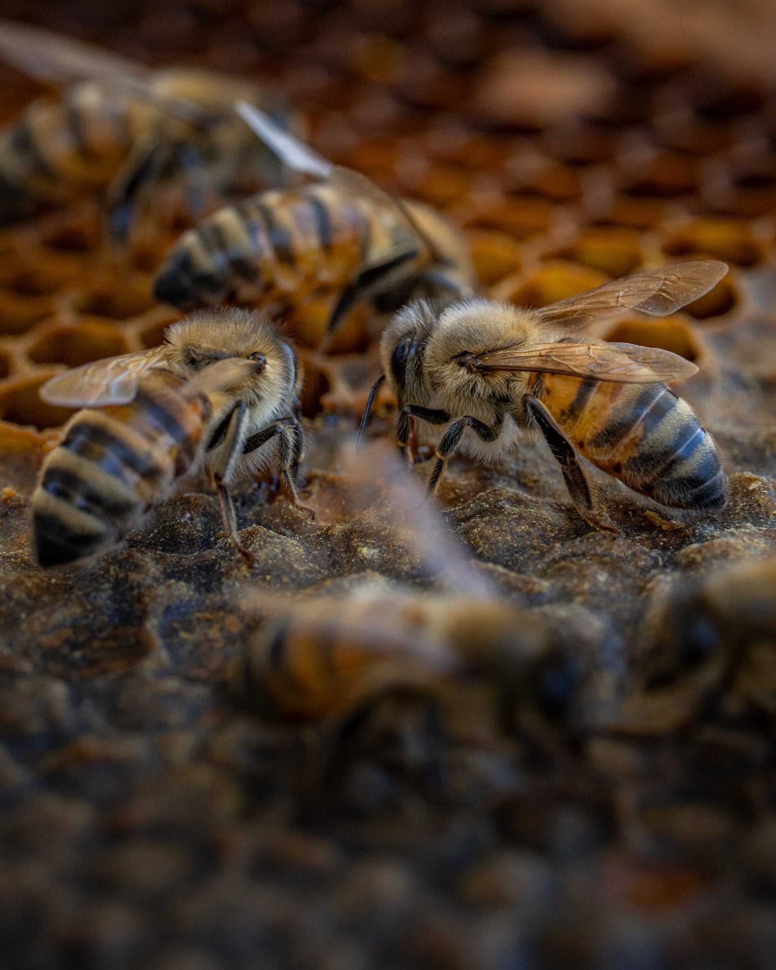 Photo by Hannah Alexander. Alpha 7R V. 100mm f/2.8 Macro G Master. 1/125-sec., f/7.1, ISO 800