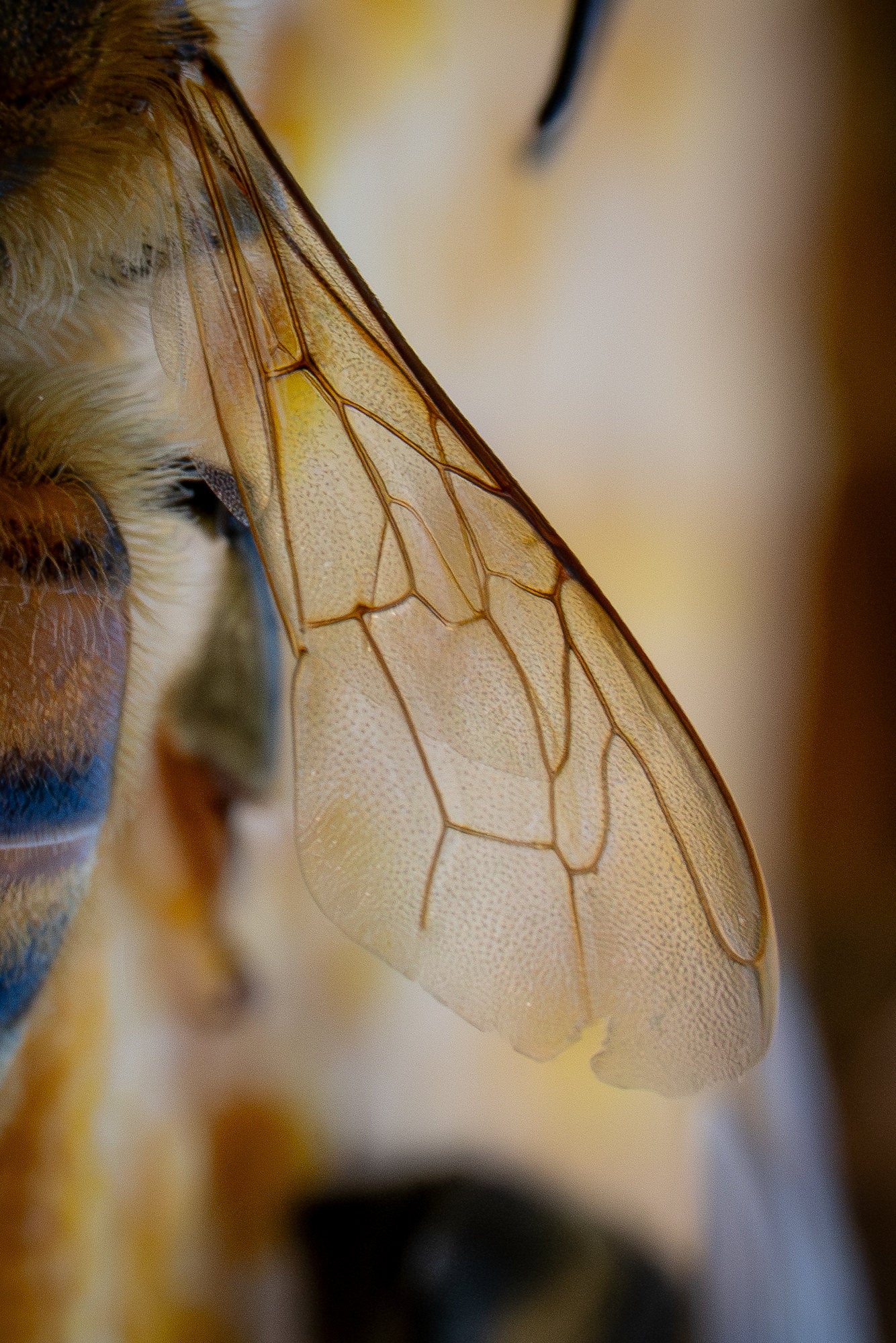 Photo by Hannah Alexander. Alpha 7R V. 100mm f/2.8 Macro G Master. 1/200-sec., f/13, ISO 2000