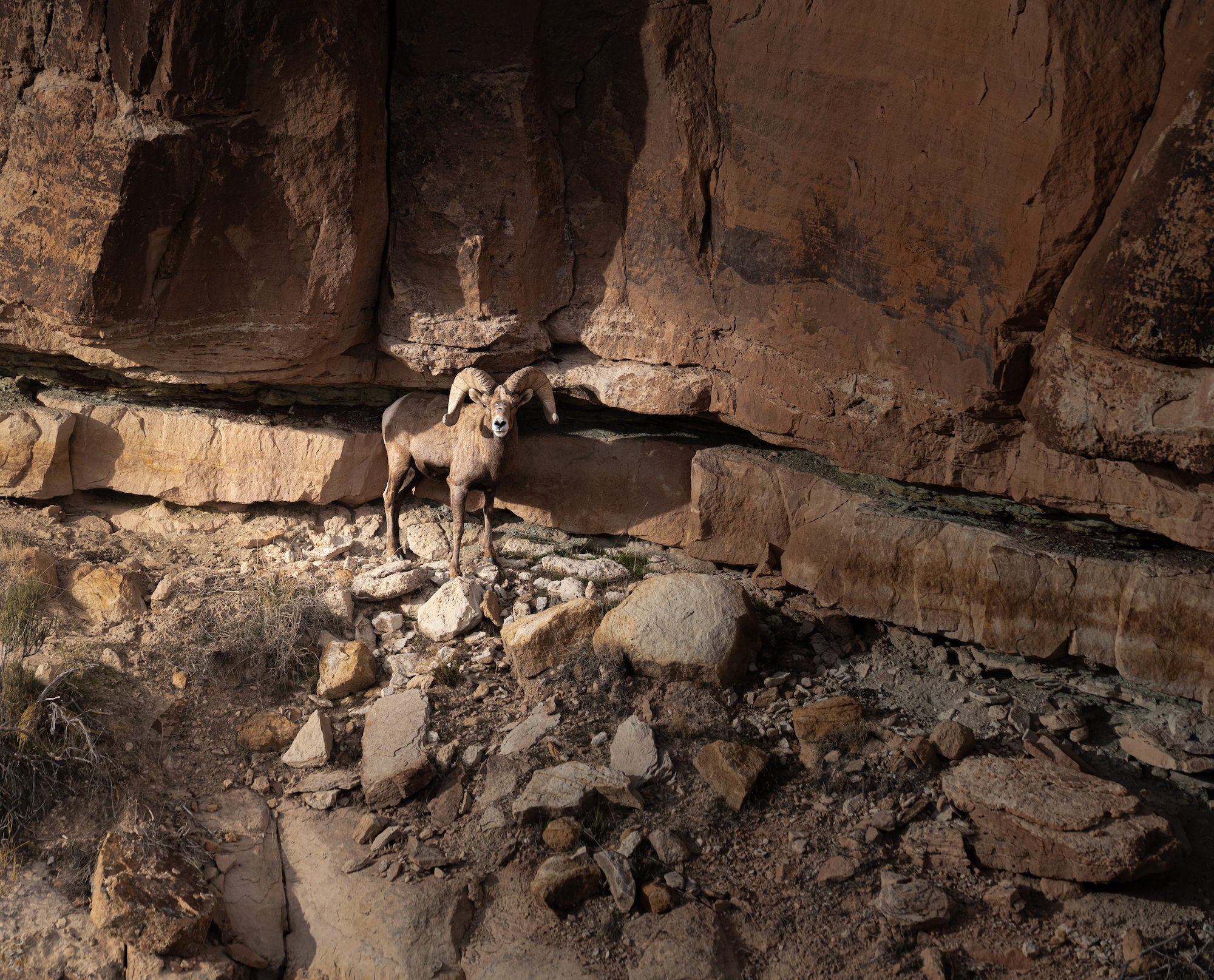 A bighorn sheep stands on rocky ground beneath a towering sandstone cliff. Photograph by Sydney Smolla.
