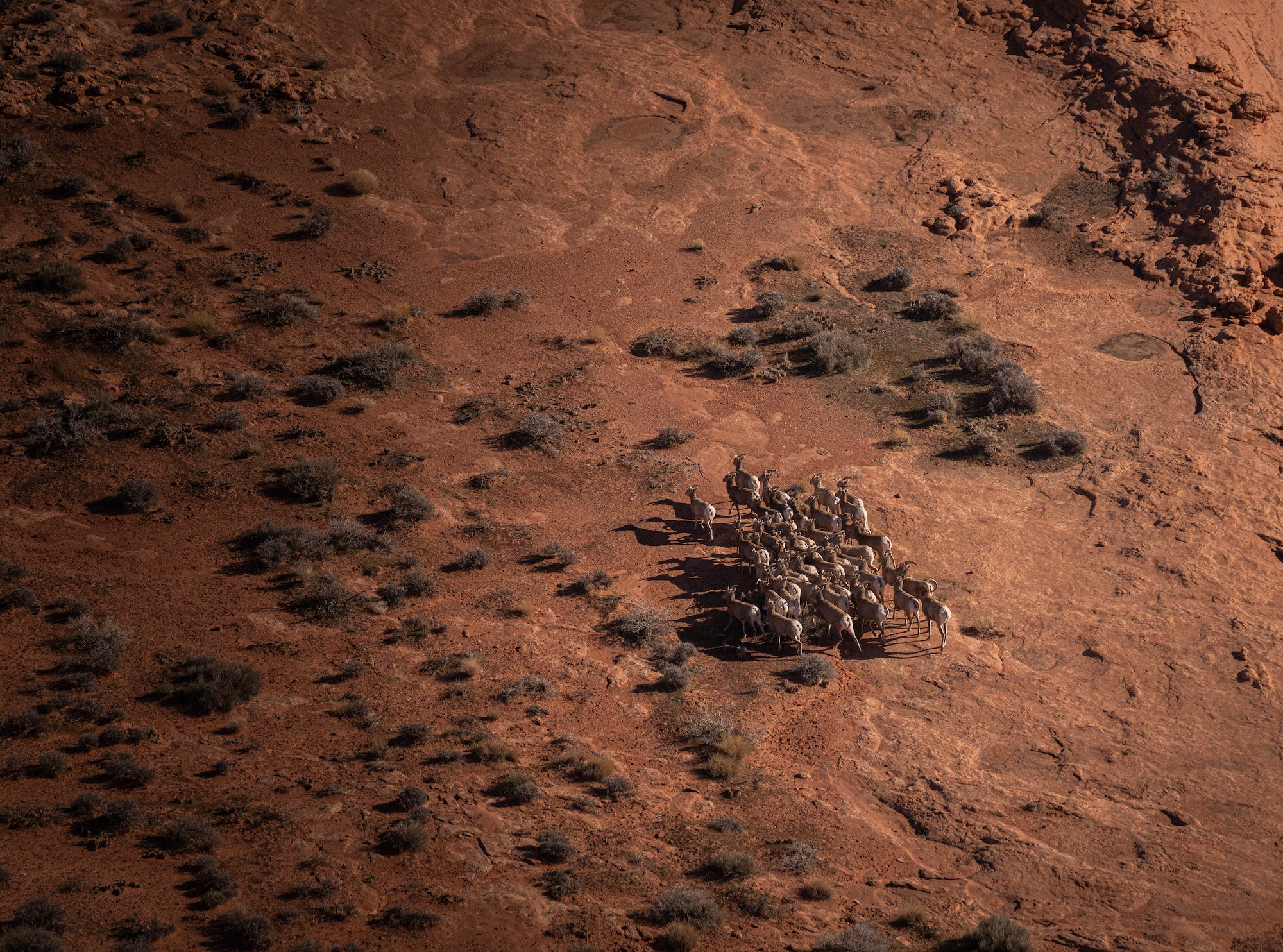 A herd of bighorn sheep gathers on an open red desert plain dotted with shrubs. Photograph by Sydney Smolla.