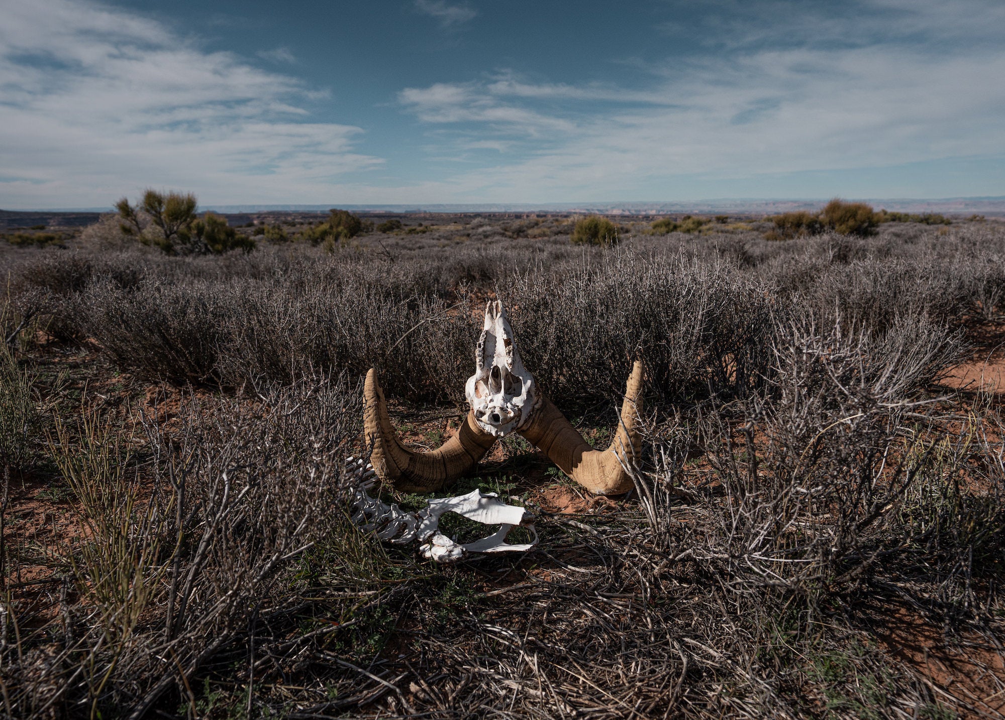 Bighorn sheep skull and curved horns resting among low desert shrubs beneath a blue sky. Photograph by Sydney Smolla.