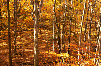 thumbnail image for the event