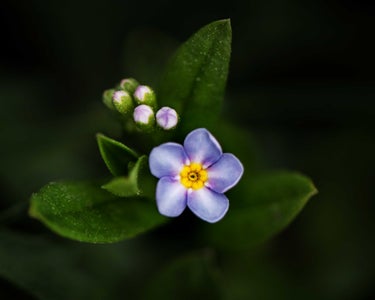 https://alphauniverseglobal.media.zestyio.com/Forget-me-not2.jpg?height=300&fit=bounds