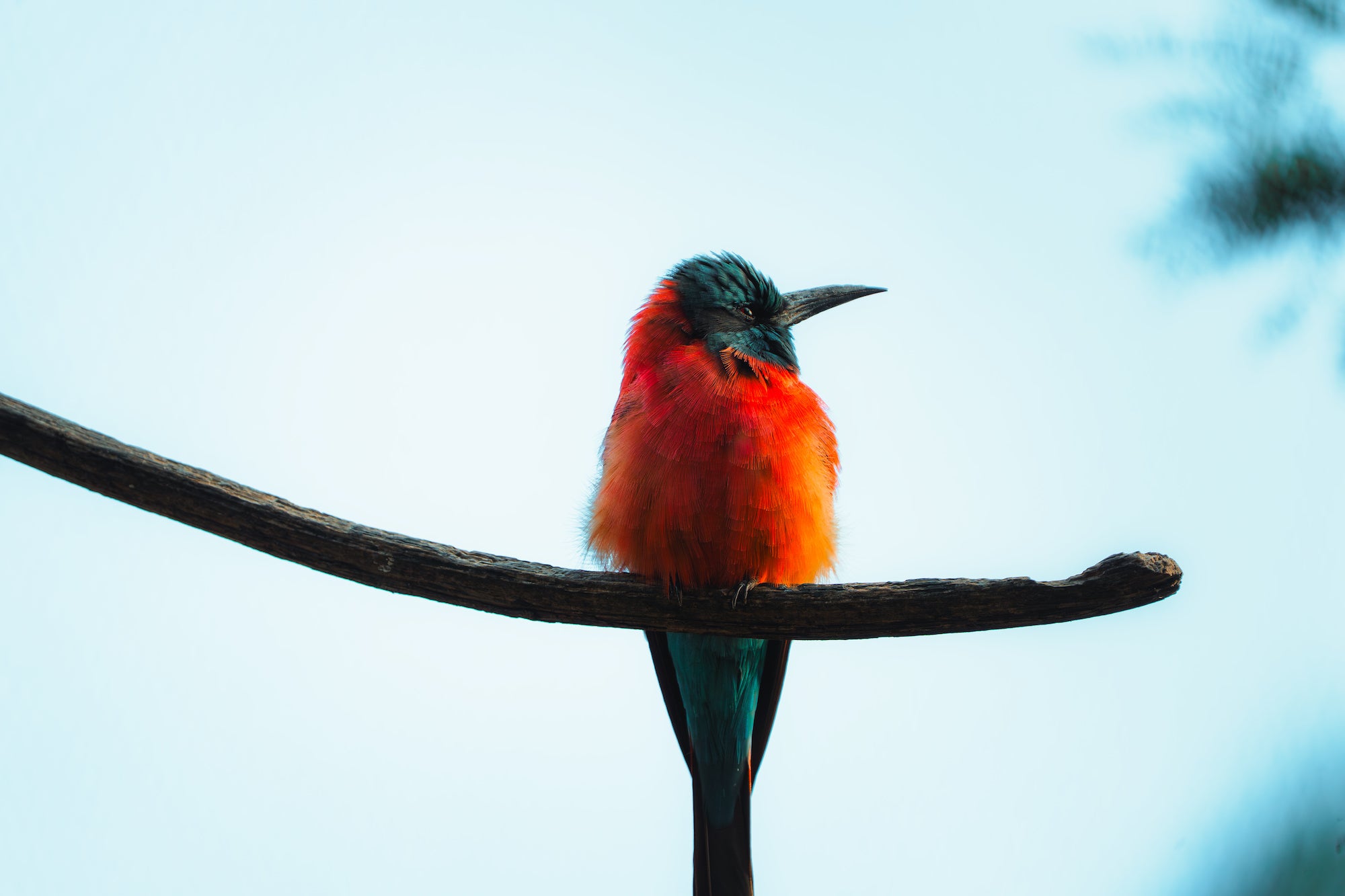 Bright red and teal bird perched on a branch against a pale sky.