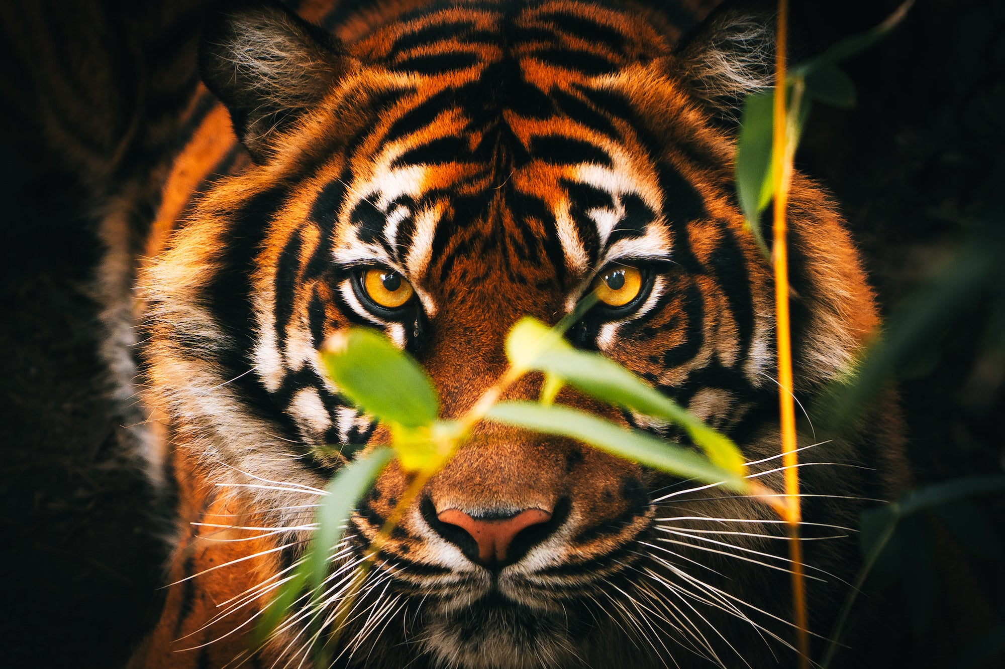 Close-up of a tiger’s face peering through leaves with intense golden eyes.
